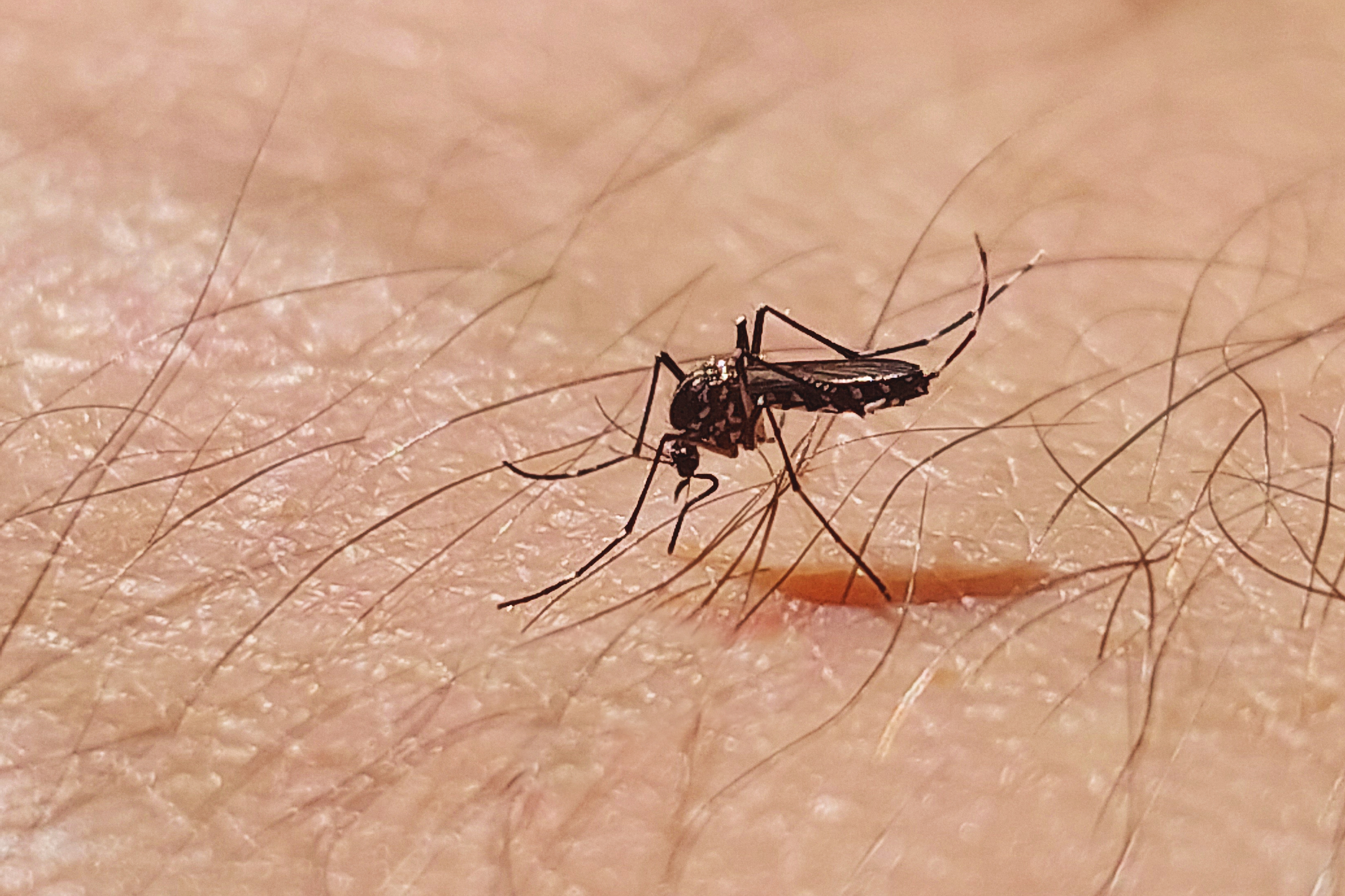 Close-up of a mosquito biting human skin, with fine body hair visible