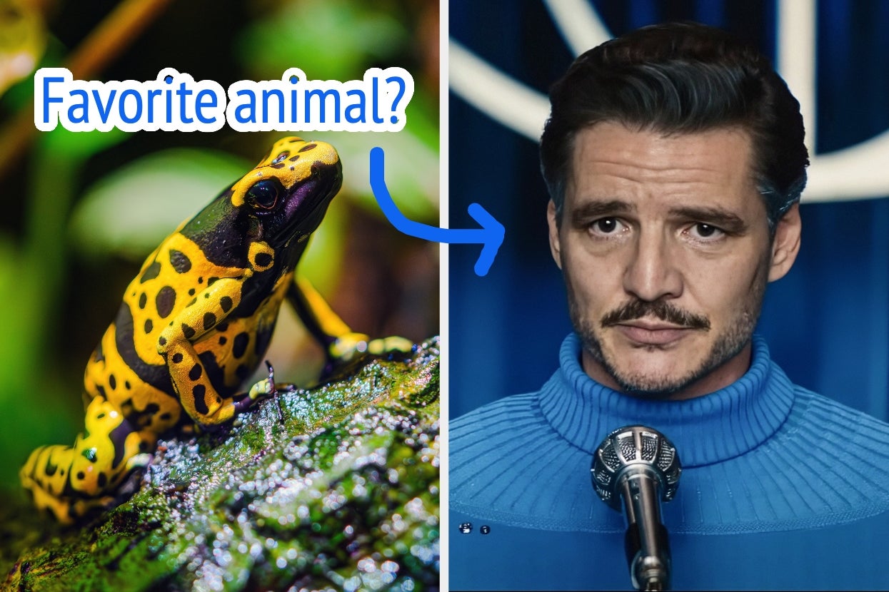 A split image: a colorful frog with "Favorite animal?" text pointing to a Pedro Pascal at a podium