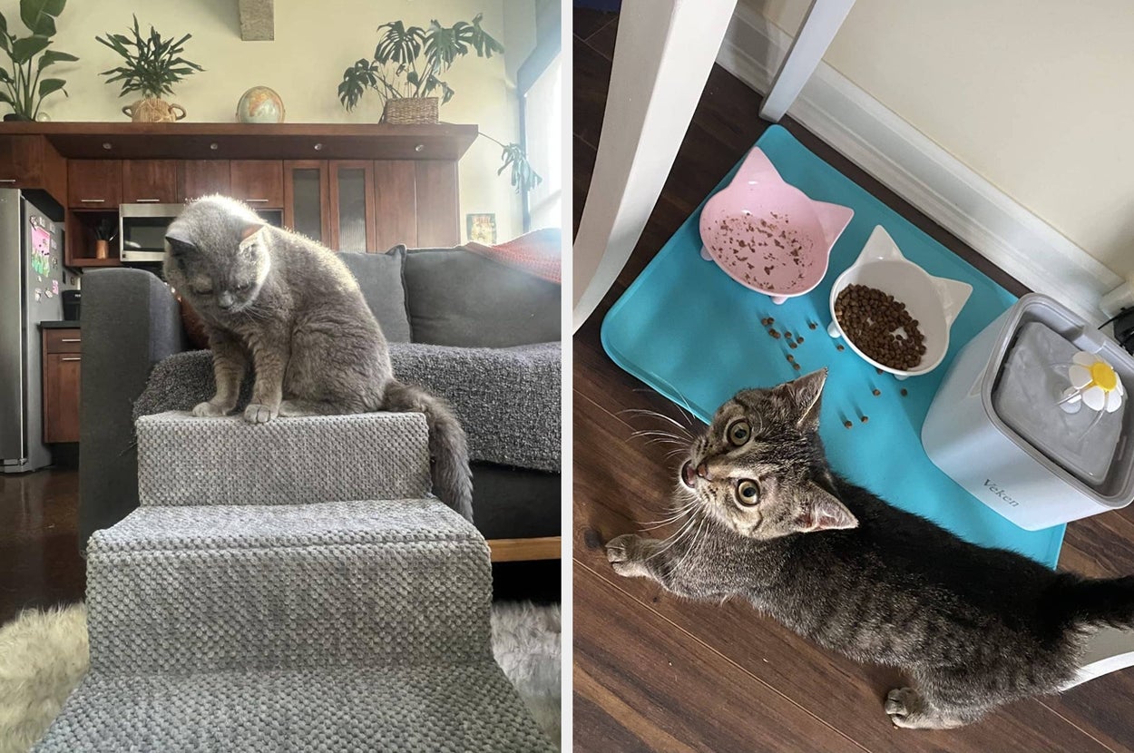 Two cats at home: one steps down carpeted stairs, and another stands by a feeding station with bowls and a water fountain on a mat