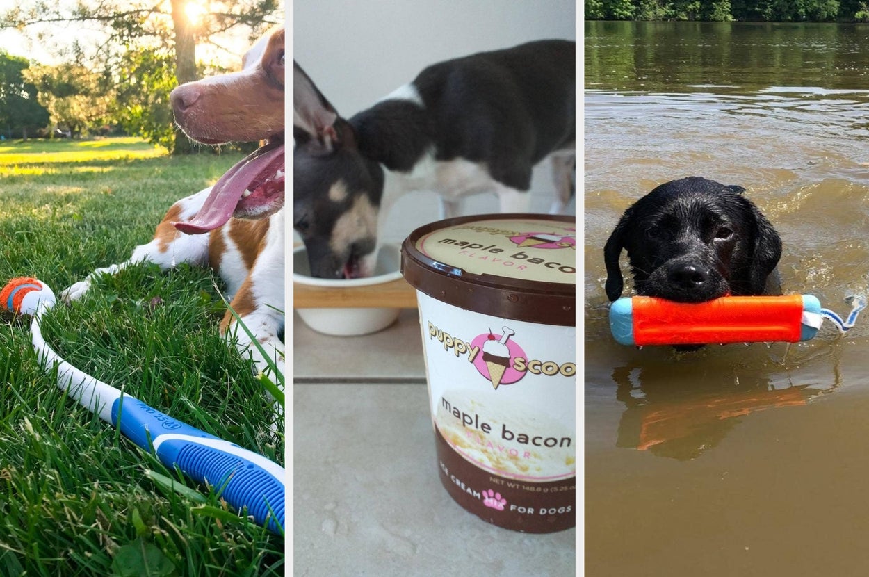 Left image: Hands holding a frothy drink with a spoon. Middle image: Small dog wearing sunglasses and a jacket. Right image: Dog holding a stick in its mouth