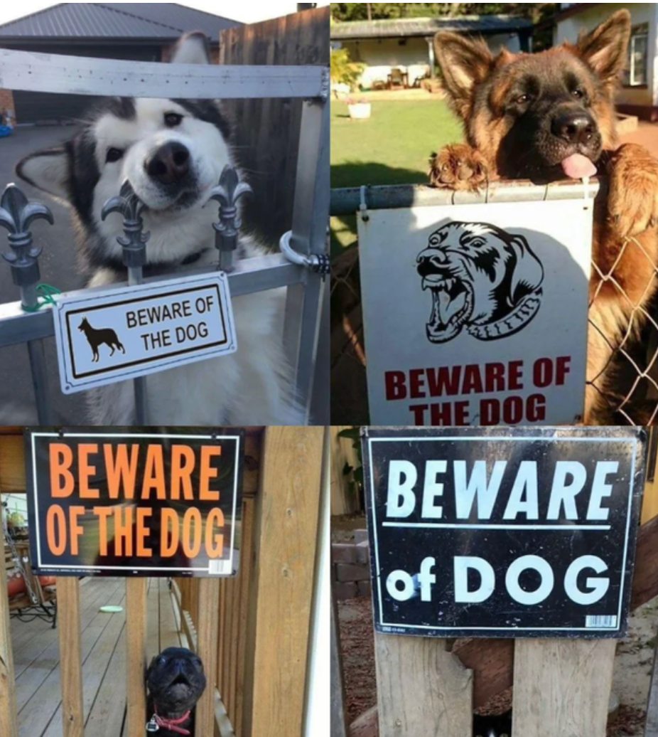 Four dogs behind &quot;Beware of Dog&quot; signs, appearing friendly and playful