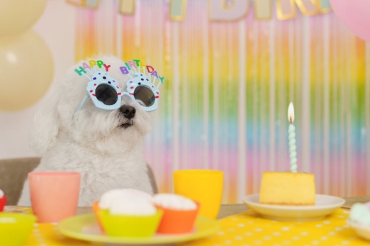 誕生日のサングラスをかけたワンコ(写真ACより)