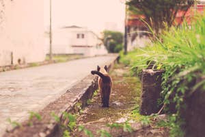 小道を歩く猫の後ろ姿。周囲には草や建物が見える。