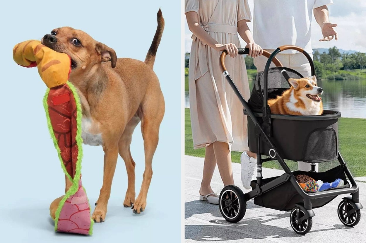 Dog with plush toy and Corgi in a stroller with two people walking outdoors