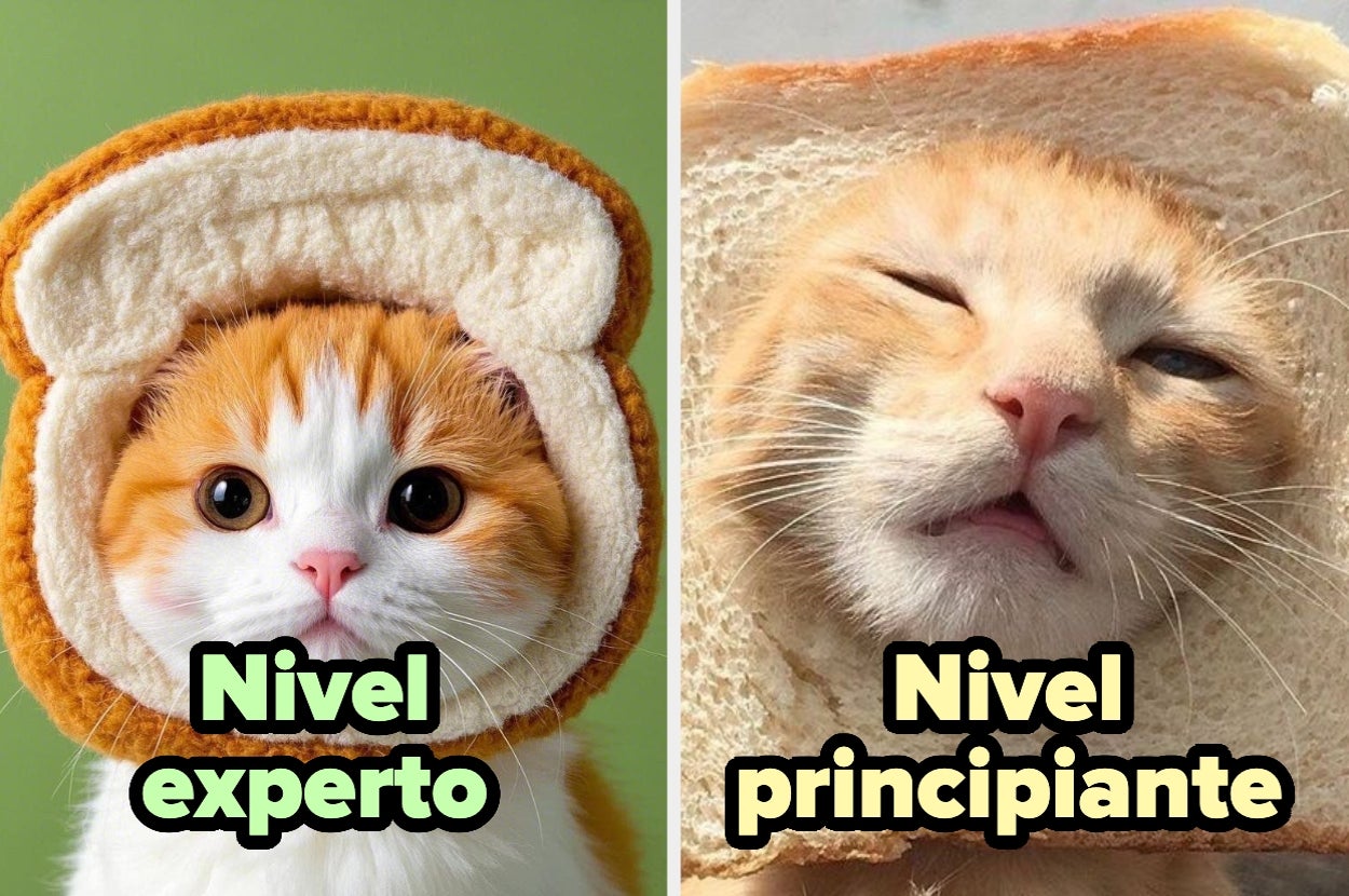 Gato con pan aparentando ser experto a la izquierda y otro gato con pan luciendo dormido a la derecha. Texto: "Nivel experto" y "Nivel principiante"