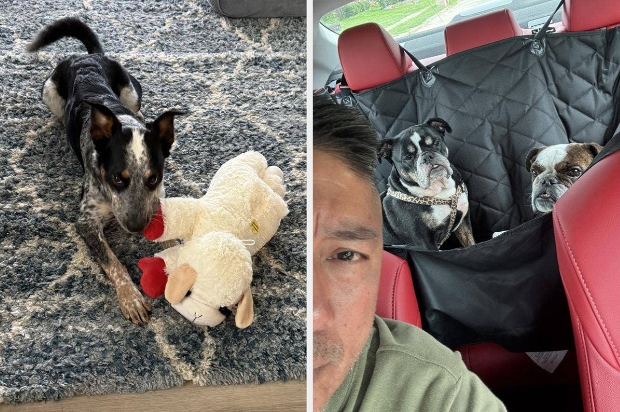 Two images: A dog with a plush toy on a rug; two dogs in the back seat of a car. The setting suggests a pet-friendly lifestyle