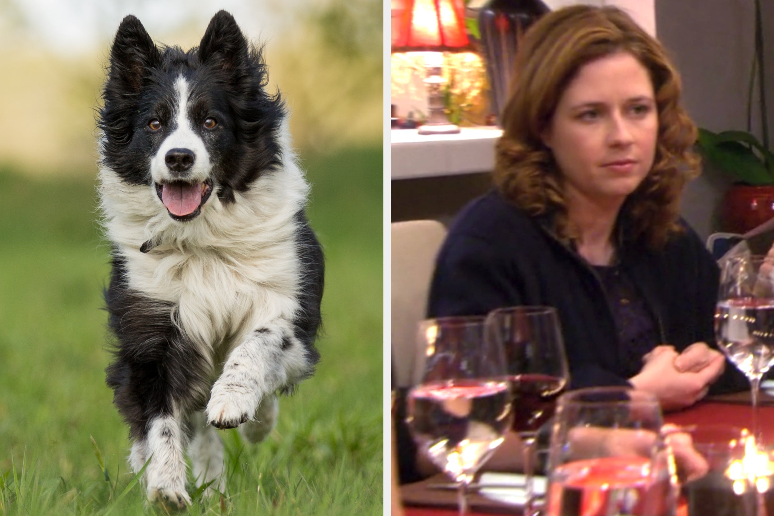 On the left, a Border Collie running joyfully on the grass, and on the right, Pam from The Office sitting at a dinner table