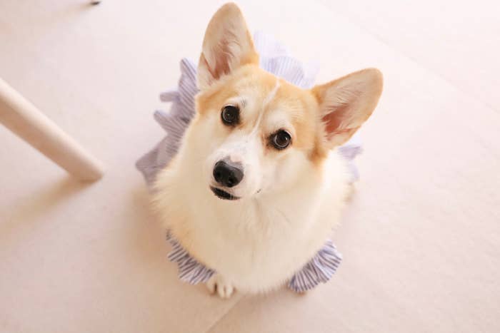 古着リメイクの衣装を着た、あんずちゃん / ばなななさん(@Banana_corgi7)のXアカウントより