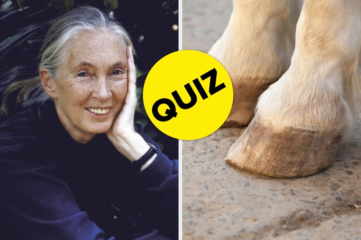 Person resting head on hand beside an animal hoof with "QUIZ" text overlay