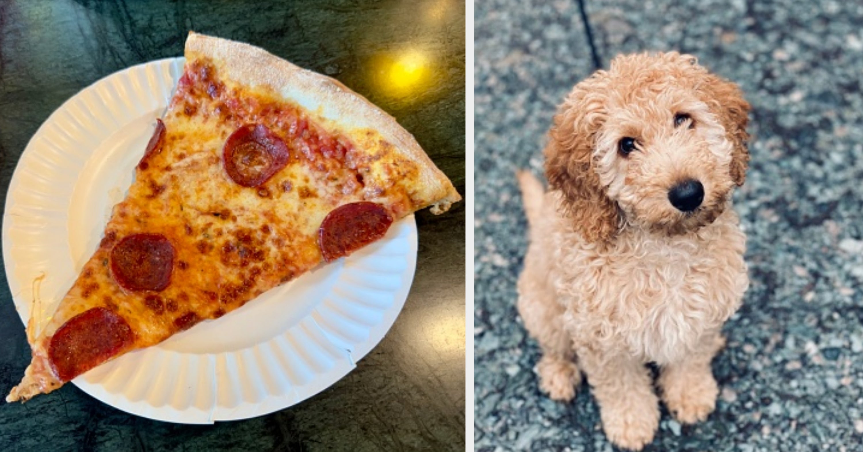 Design Your Perfect Weekend And We'll Tell You Which Dog Breed You Are Deep Down
