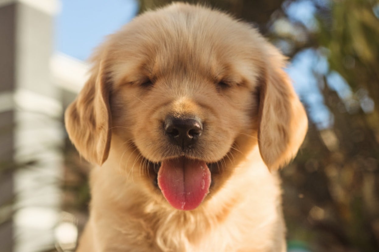Spend A Minute Planning The PERFECT Weekend To Reveal Your PERFECT Canine Personality Match