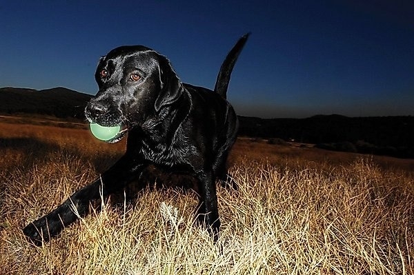 Black Labrador running in a field with a green ball in its mouth