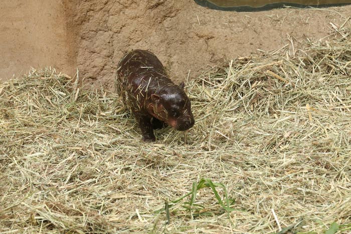 7月19日に撮影されたコビトカバの赤ちゃん(画像提供:神戸どうぶつ王国)