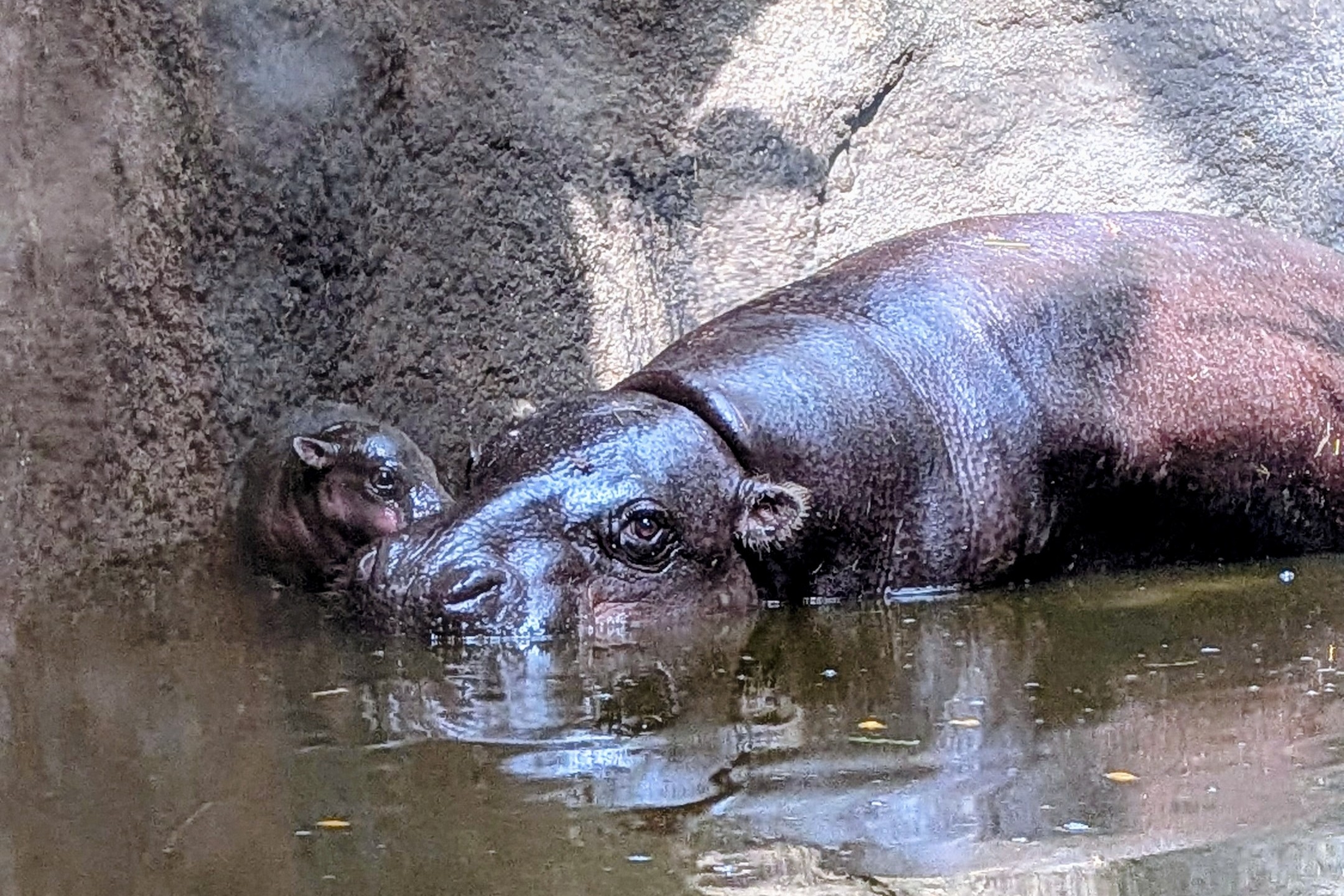 画像集】絶滅危惧種“コビトカバ”の赤ちゃんが誕生！ SNSで祝福の声