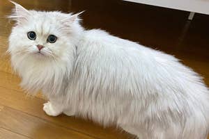 横から見たペルシャ猫の「ロイズ」くん/コロネとモフモフにゃんずさん(@corone_ragdoll)のXアカウントより