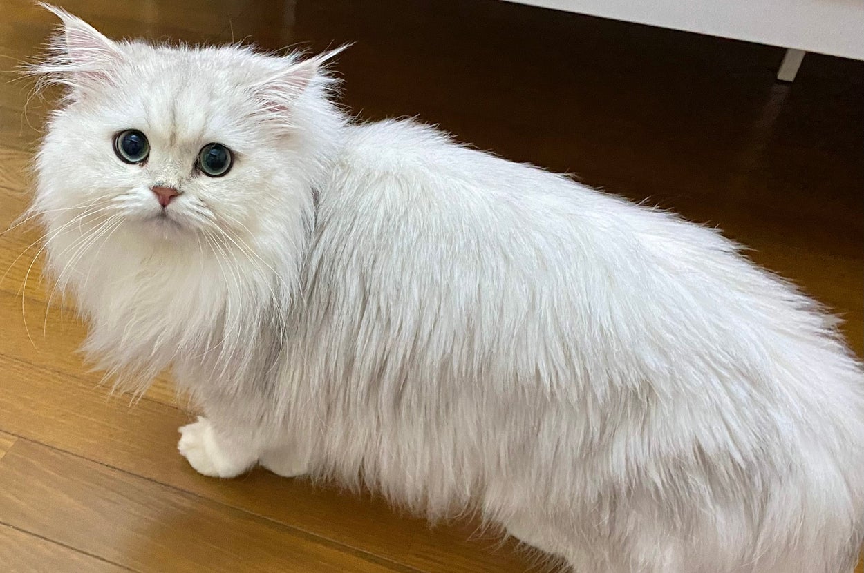 横から見たペルシャ猫の「ロイズ」くん/コロネとモフモフにゃんずさん(@corone_ragdoll)のXアカウントより