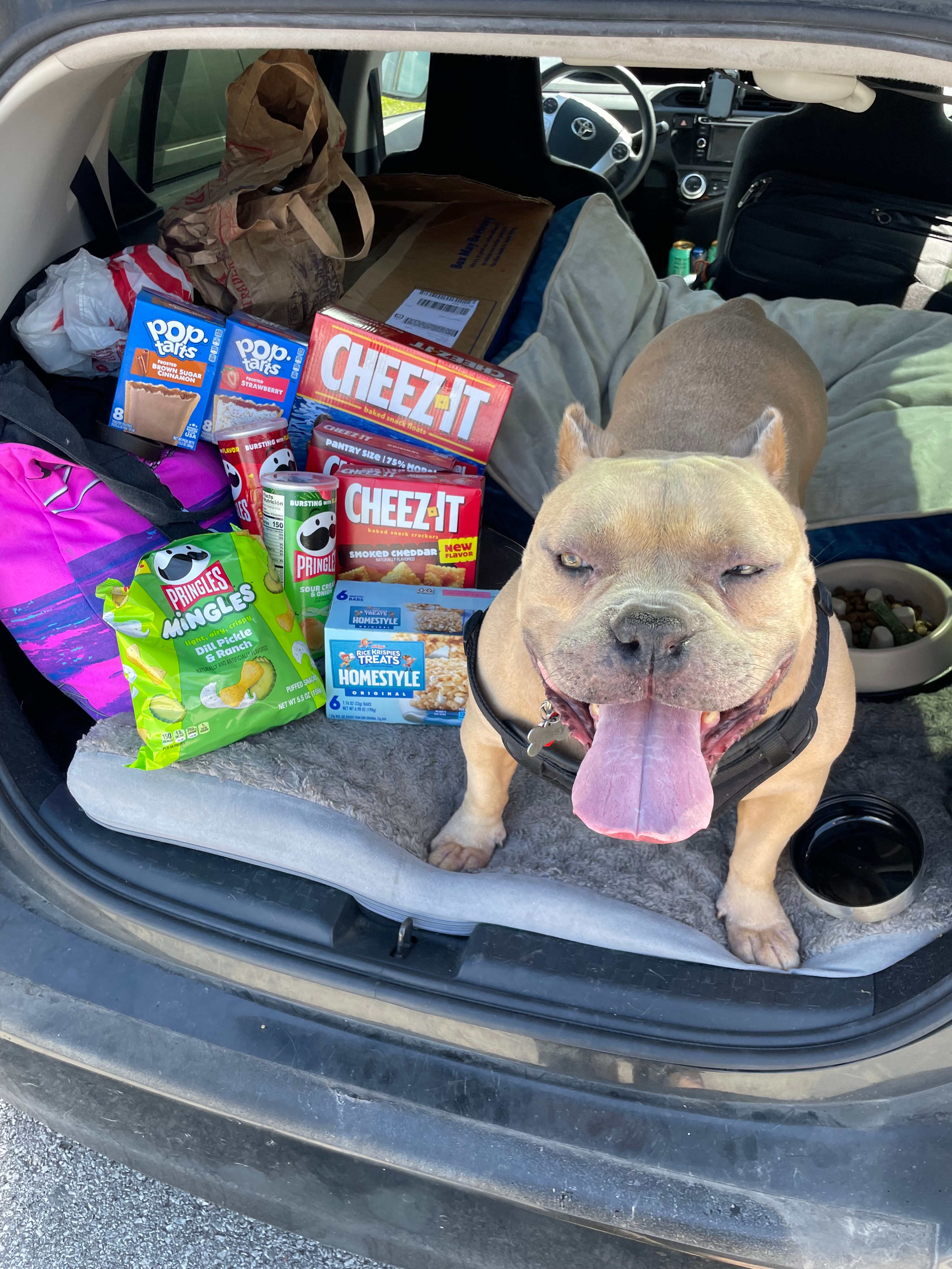 Bulldog standing in car trunk surrounded by snacks, including Cheez-Its, Pringles, and Pop-Tarts