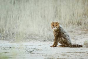 草原に座る子チーターがこちらを見ているシーン。