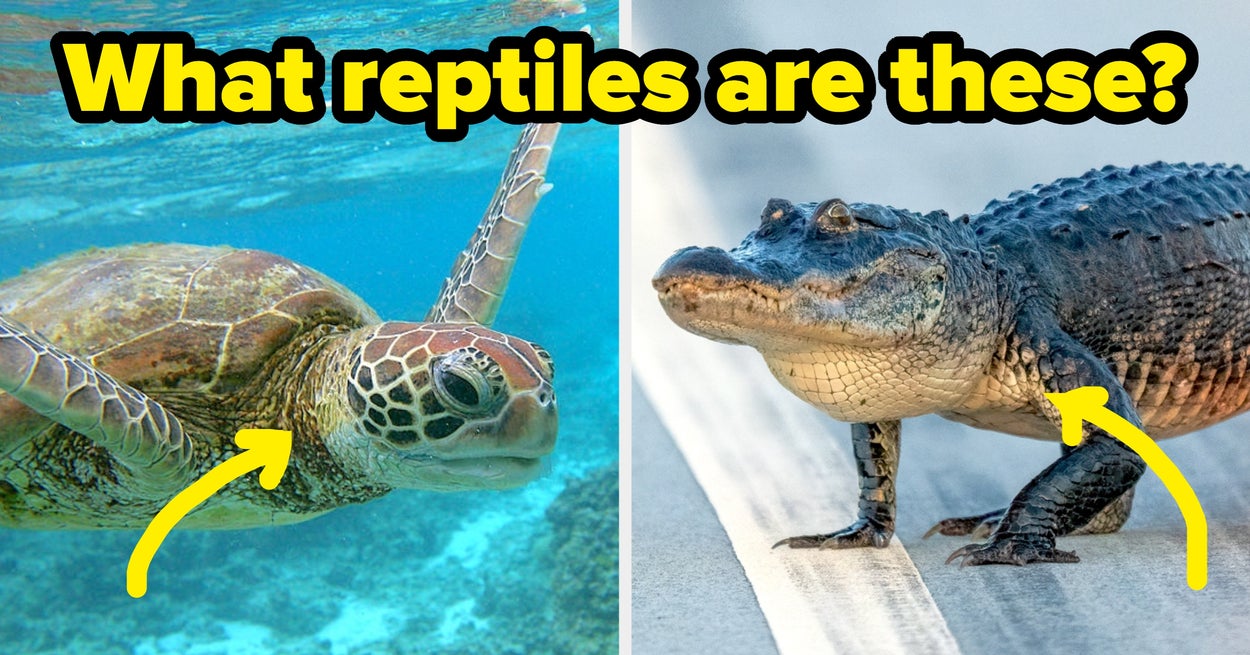 Only Animal Experts Can Name 17/20 Of These Reptiles From A Photo
