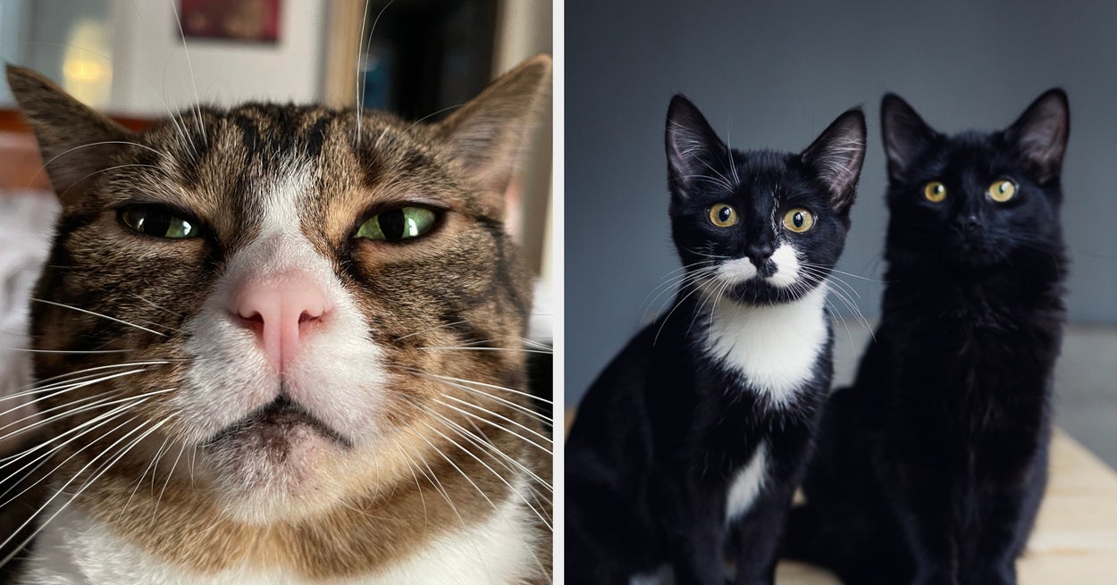 It's International Cat Day, so comment with a picture of your favorite feline!