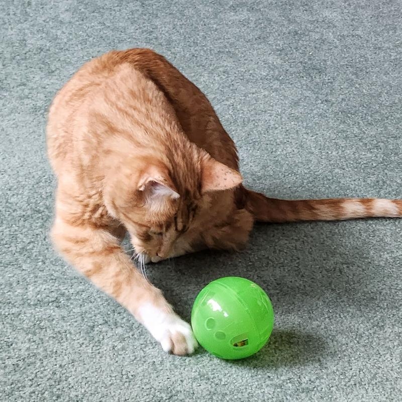 A cat plays with a green plastic ball on a carpeted floor