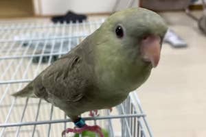 サザナミインコの「ミル」くん(ナナさんのXアカウントより)