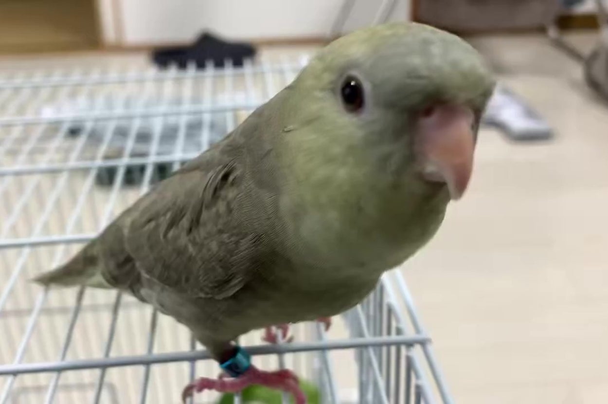 サザナミインコの「ミル」くん(ナナさんのXアカウントより)