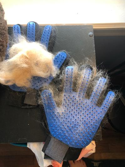 Pet grooming gloves covered successful  light-colored fur connected  a table