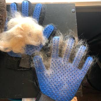 Pet grooming gloves covered successful light-colored fur connected a table