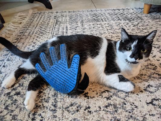 Cat lying connected  a patterned rug with a grooming mitt  resting connected  its side, appearing relaxed