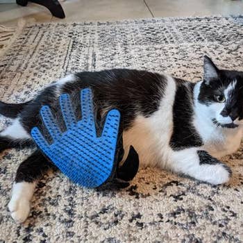 Cat lying connected a patterned rug with a grooming mitt resting connected its side, appearing relaxed