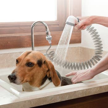 Dog being bathed successful a sink; idiosyncratic uses a handheld ablution caput to rinse it