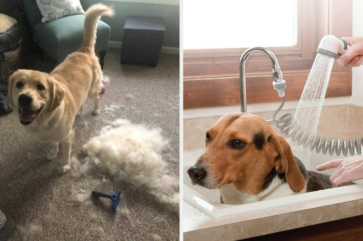 Left: Dog standing next to a pile of shed fur with a grooming tool. Right: Dog in a sink being rinsed with a handheld showerhead