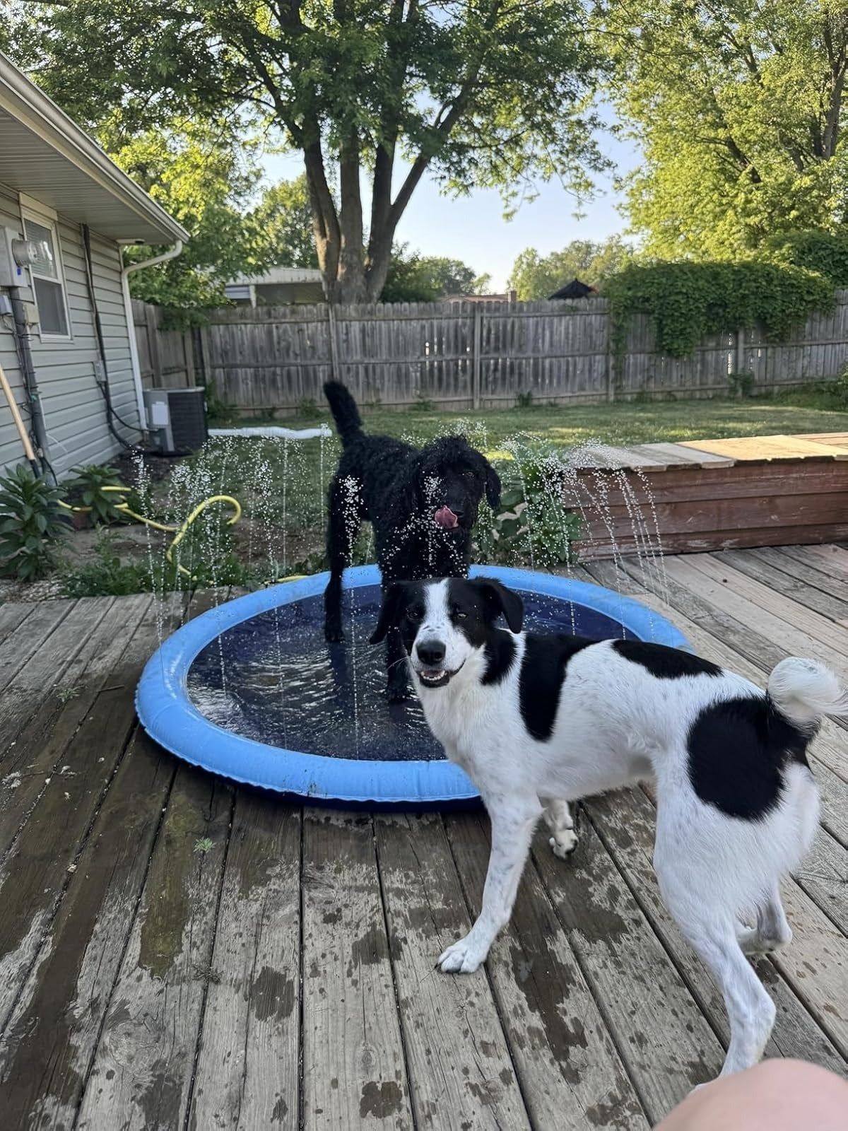 Two dogs bask  playing successful  a tiny  circular splash pad connected  a woody  platform  successful  a backyard, with trees and a location   disposable   successful  the background