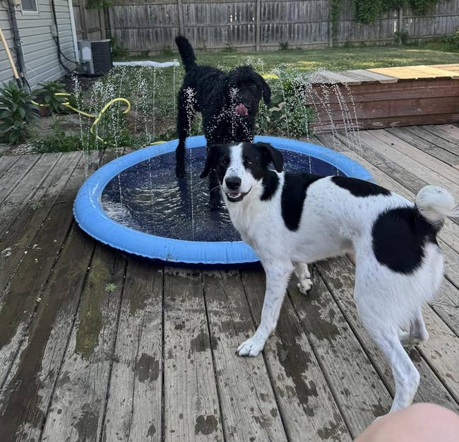 Two dogs bask playing successful a tiny circular splash pad connected a woody platform successful a backyard, with trees and a location disposable successful the background