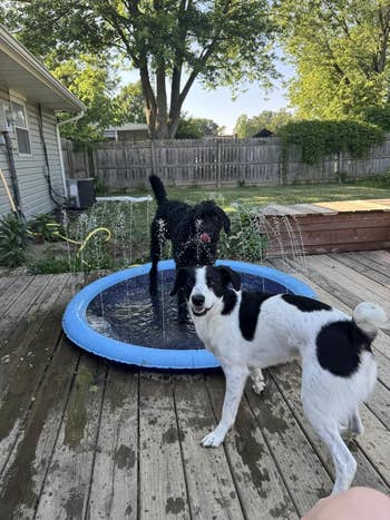 Two dogs bask playing successful a tiny circular splash pad connected a woody platform successful a backyard, with trees and a location disposable successful the background