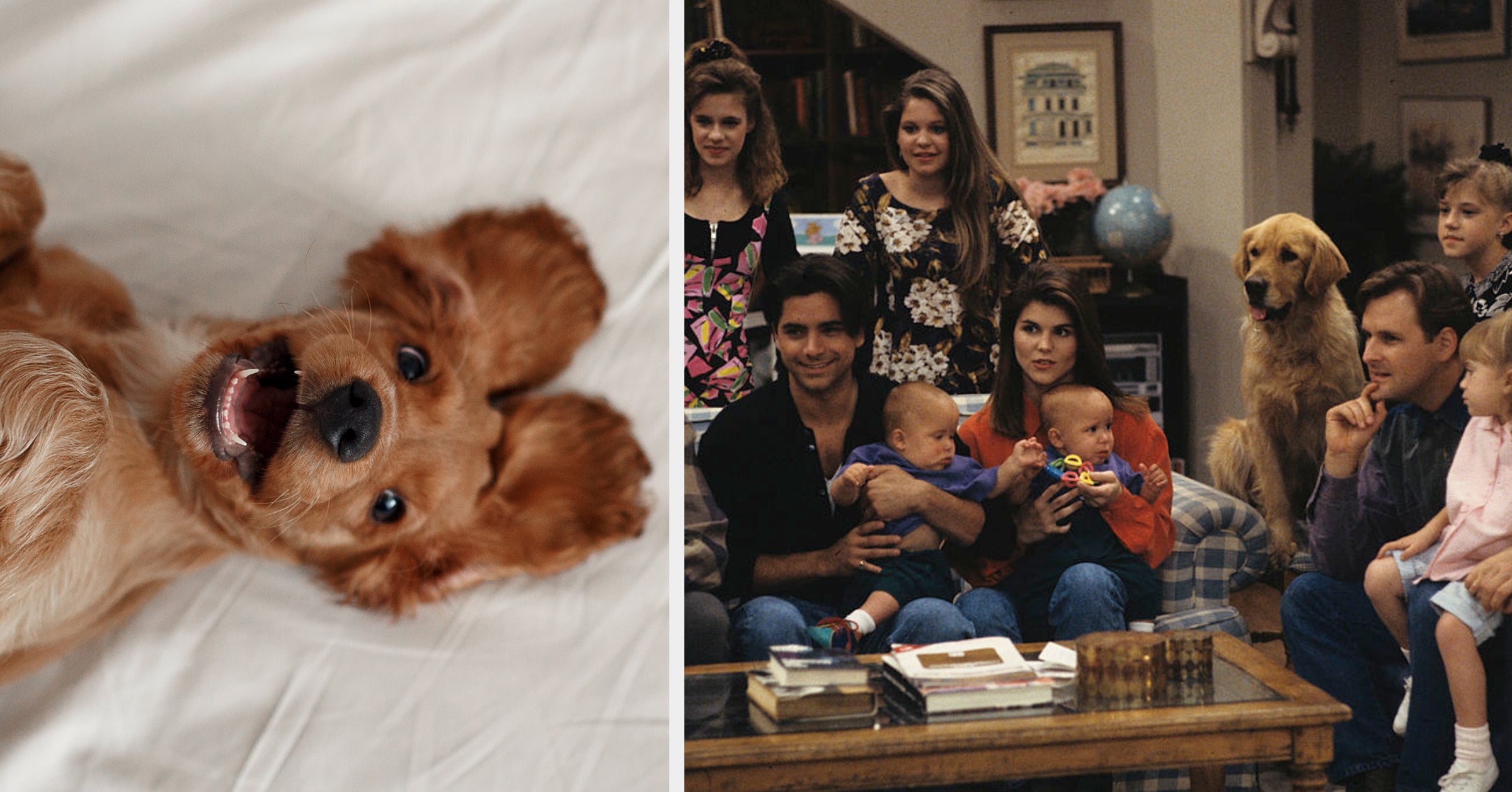 Choose Animals And See Which TV Family Would Adopt You