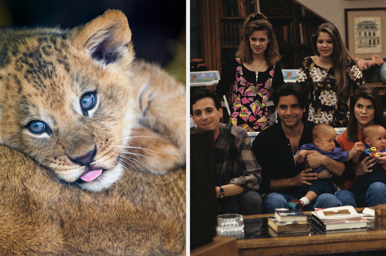 Pick Some Cute Animals To Find Out Which Sitcom Family You'd Fit In With