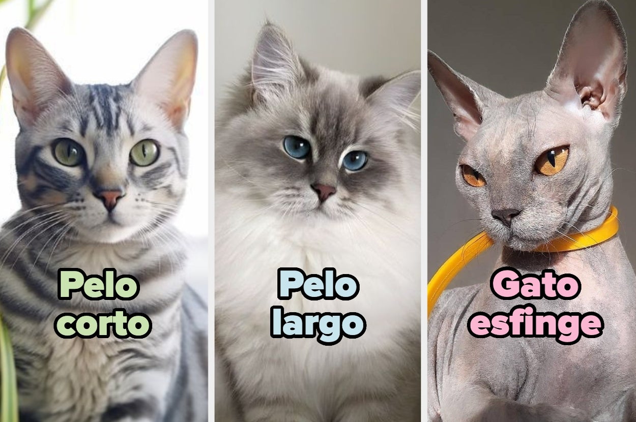 Tres gatos: uno de pelo corto, otro de pelo largo, y un gato esfinge sin pelo, cada uno con su respectiva etiqueta de texto