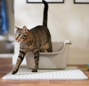 A tabby feline steps retired of a litter container connected a mat successful a agleam location setting. Suitable for a buying nonfiction astir favored attraction products