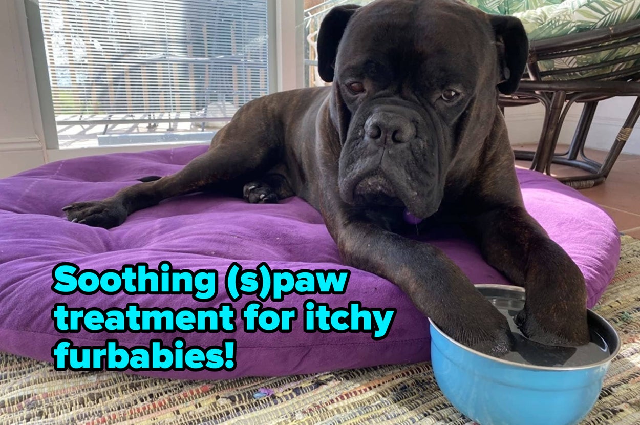 A Mastiff dog is lying on a pet bed with paws in a blue bowl, with text overlay: "Soothing (s)paw treatment for itchy furbabies!"