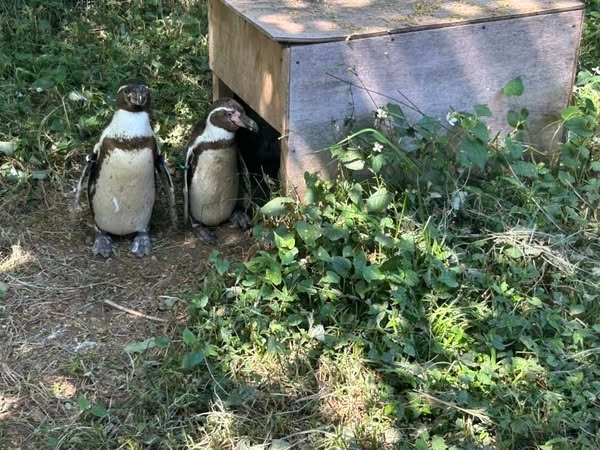 日陰で涼むフンボルトペンギンたち(埼玉県こども動物自然公園【公式】?のXアカウントより)