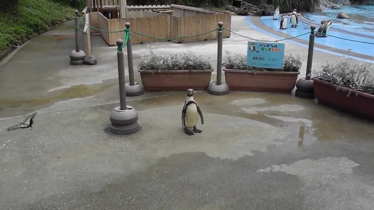 チョウを見つめるゴマ(埼玉県こども動物自然公園【公式】?のXアカウントより)
