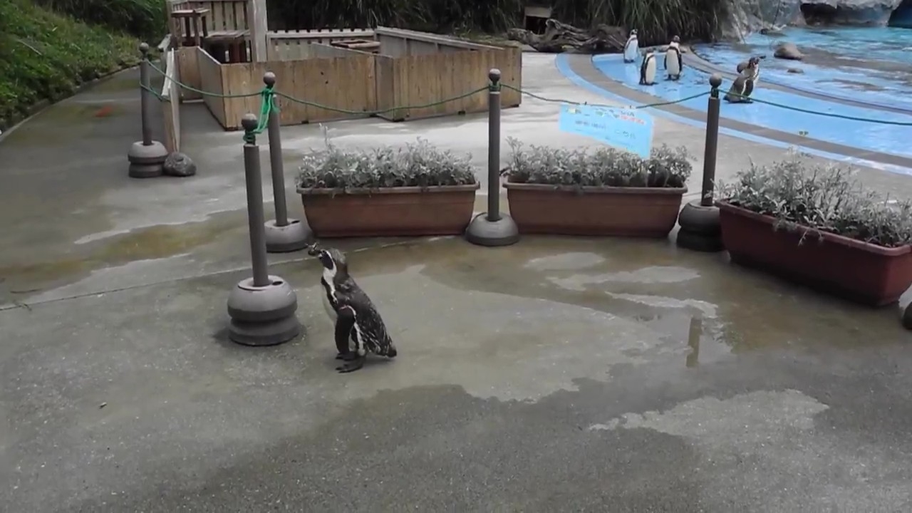ゴマの顔の近くを飛び回るチョウ(埼玉県こども動物自然公園【公式】?のXアカウントより)