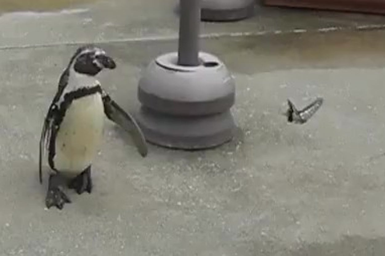 チョウを追いかけるフンボルトペンギンの「ゴマ」(埼玉県こども動物自然公園【公式】?のXアカウントより)