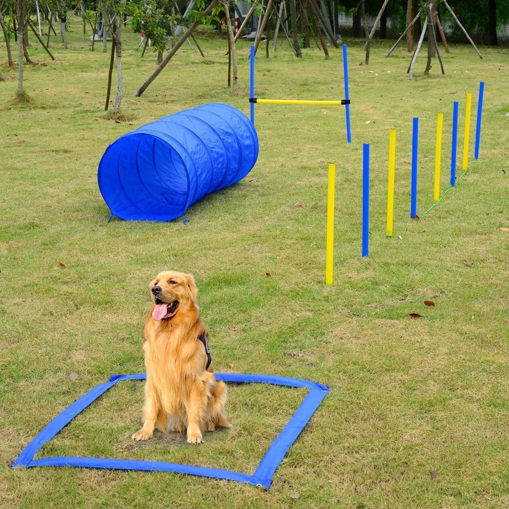 Golden retriever sits on grass before agility course with tunnel, jump, and weave poles in a park setting