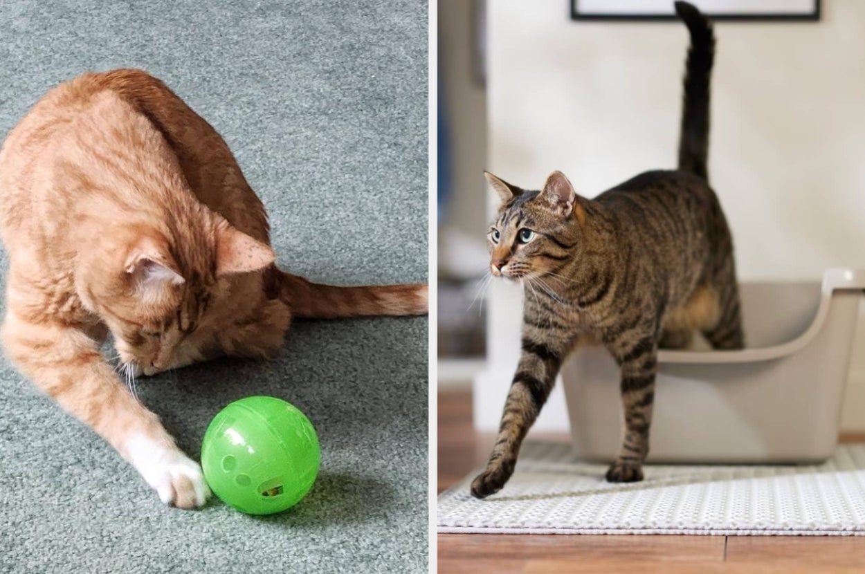 Two cats; one plays with a green ball, the other stands in a litter box. Both are domestic and on different surfaces