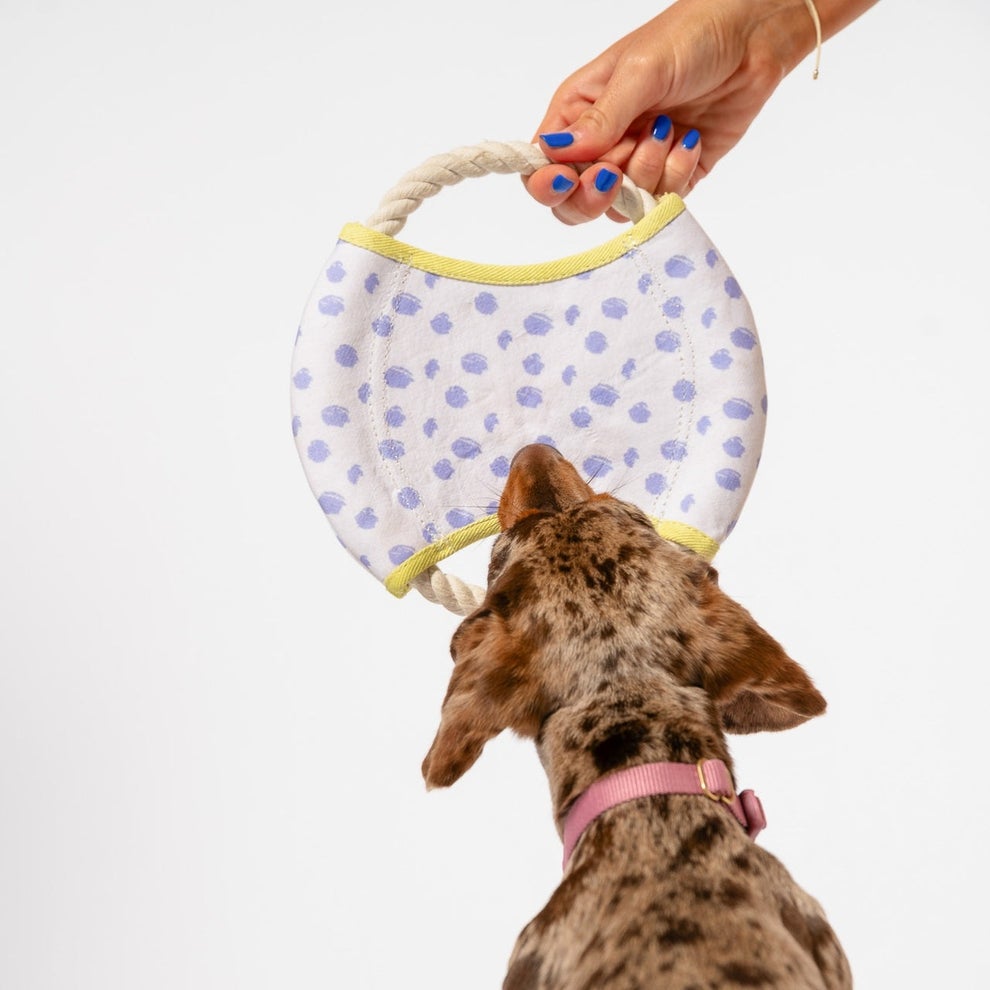 Person holding a polka dot dog toy in front of a small dog wearing a collar