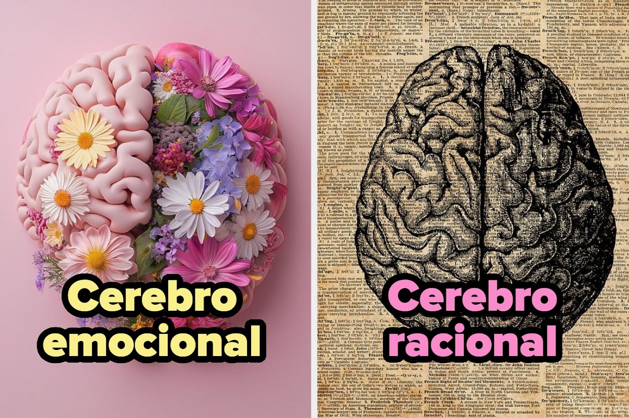 Ilustración de un cerebro dividido: izquierdo con flores, etiquetado "Cerebro emocional"; derecho con texto, etiquetado "Cerebro racional"