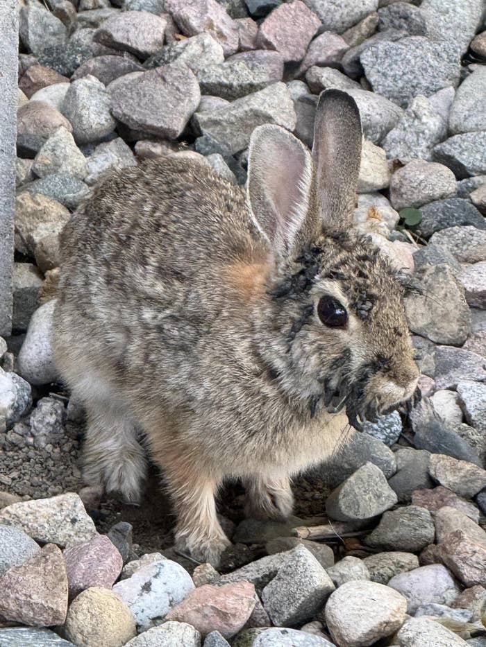 The Viral Colorado Rabbits With Tentacles, Explained